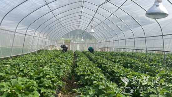 通羊鎮(zhèn)嶺下村:黨建引領(lǐng)聚合力 合作經(jīng)營(yíng)謀新篇2.jpg