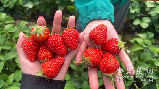 通羊鎮(zhèn)嶺下村:黨建引領(lǐng)聚合力 合作經(jīng)營(yíng)謀新篇3.jpg