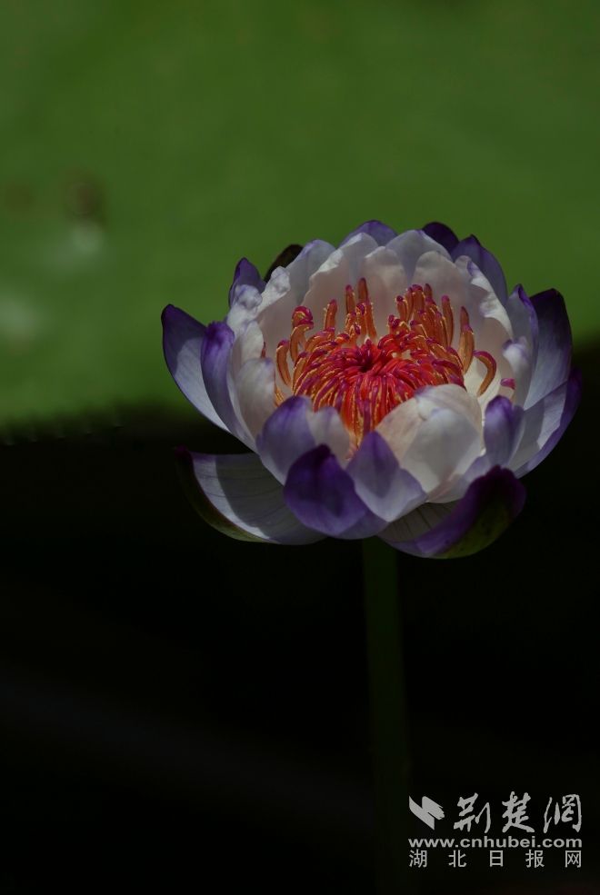 澳洲巨花睡蓮 姜文.jpg.jpg